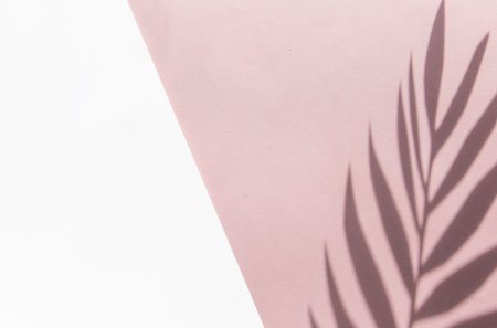 Top view on pink background with sunlight and shadow of coconut, tropical palm leaves, monstera....