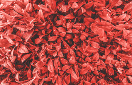 Color of the year 2019 Living coral . COY Livingcoral. Leaves backgroundの写真素材