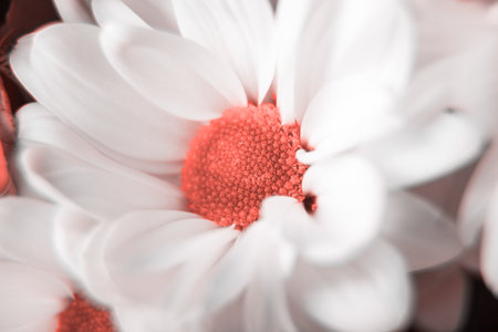 White chamomile, chrysanthemum macro. living coral color of the year 2019の写真素材