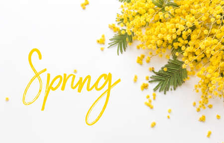 Brunches of beautiful Mimosa flower on yellow background. Spring timeの写真素材