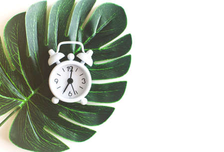 Desktop flatlay: alarm clock, Monstera Palm Morning conceptの写真素材