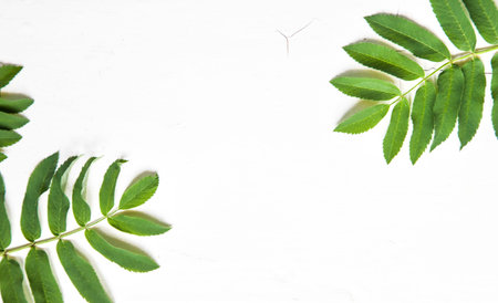 green leaves, plants frame border on white wood background top view. copy space. flat lay.