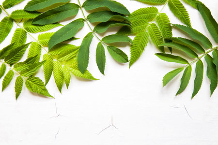 Green leaves, plants frame border on white wood