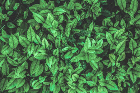 abstract green leaf texture, nature background, tropical leaf.の写真素材
