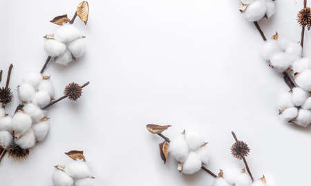 branch of white cotton on a white background, minimalism, cover webの写真素材