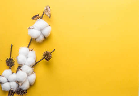 branch of white cotton on a yellow background, minimalismの写真素材