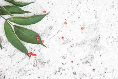 Creative arrangement made of rowan on white concrete texture.