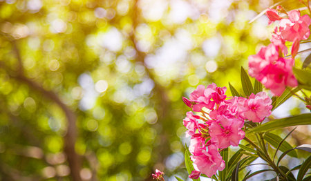 Pink flower. blurred image of a tree against the sky. bokeh from light glare. Summer natural...