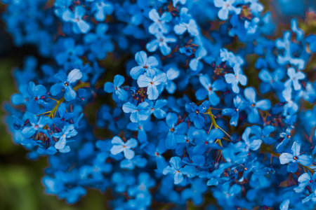 Spring branch of blossoming lilac