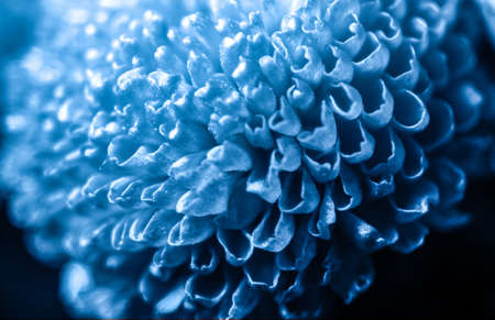 chrysanthemum bushy flovwer macro in colors 2020 classic blueの写真素材