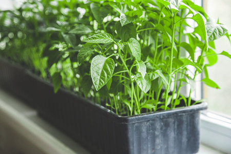 selective Close-up of green seedling. container with seedlings for growing plant on the window sill at the window. Potted seedlings growingの写真素材