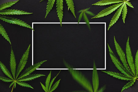 many leaves of cannabis and marijuana and frame on a black background. free space.の写真素材