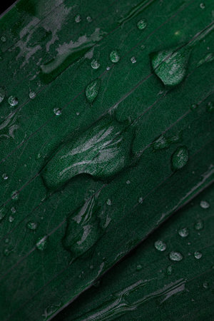 Water drops on fresh green leaf, summer . morning dew