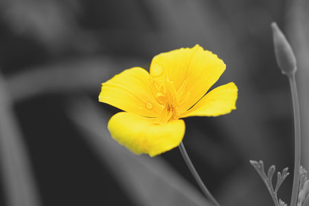 Beautiful yellow flowers, Color 2021 illuminating and Ultimate Gray.の写真素材