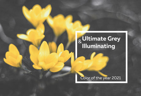 Yellow flowers. Color 2021 illuminating and Ultimate Gray.の写真素材