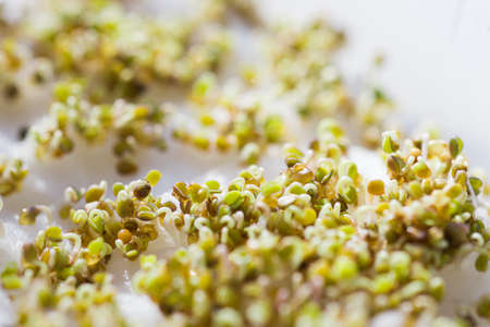 Macro photo , Micro greens arugula sprouts on a white backgroundの写真素材
