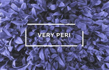 Macro image of spring lilac violet flowers,very periの写真素材