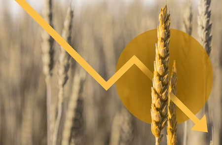 wheat field in ukraine, food crisis and warの写真素材