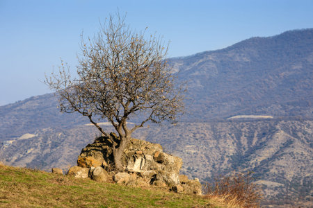 Lonely tree in mountains