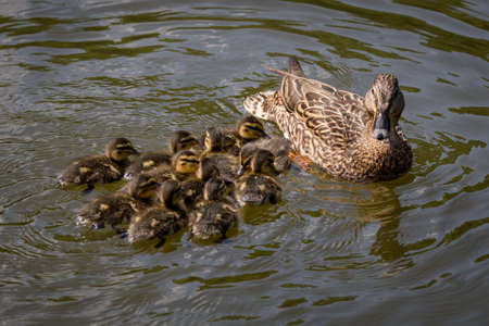 Mother duck with ducklingsの写真素材