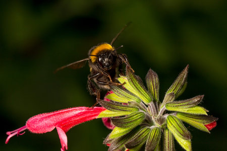 Bumblebee (Bombus) sitting on flower, looking at cameraの写真素材