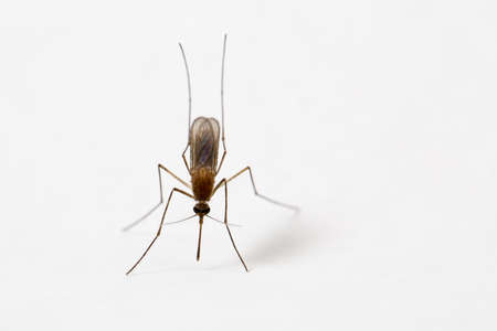 Mosquito sitting on white wallの写真素材