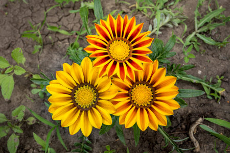 Three yellow Gazania flowers top view