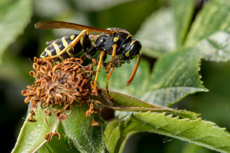 Wasp eating incestの写真素材