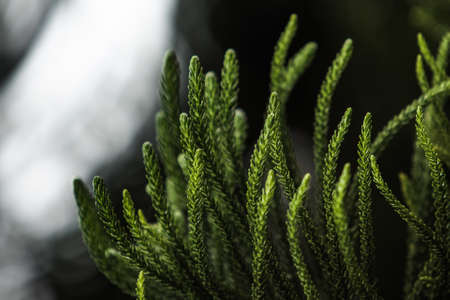 Ð¡lose-up of a coniferous tree branchの写真素材