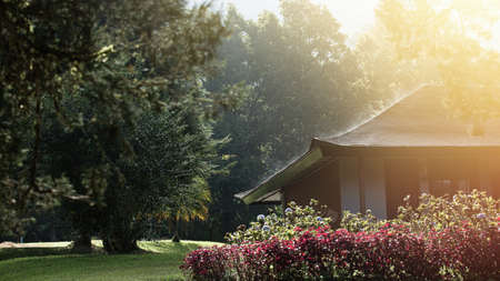 View of the blooming treeの写真素材