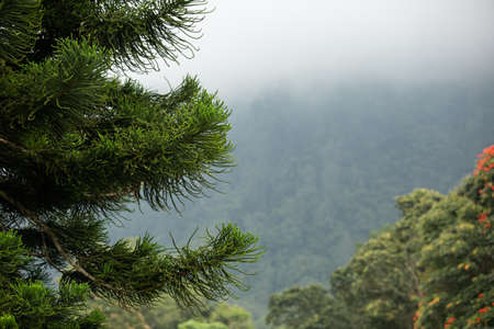Amazing view of the spruce in the mountainsの写真素材