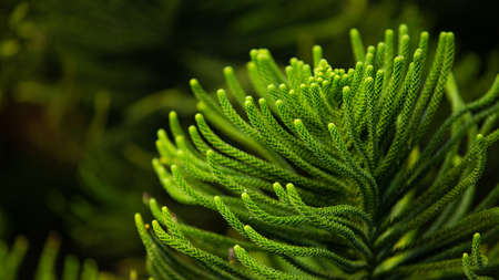 Ð¡lose-up of a coniferous tree branch.の写真素材