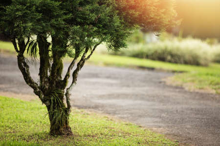 Ð¡lose-up of a coniferous tree branch.の写真素材