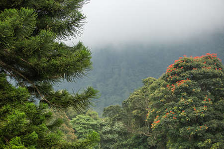 Amazing view of the spruce in the mountainsの写真素材