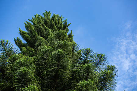 Ð¡lose-up of a coniferous tree branch.の写真素材