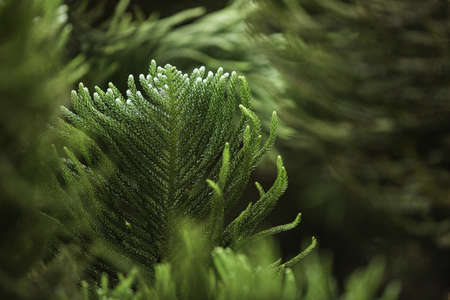 Ð¡lose-up of a coniferous tree branchの写真素材