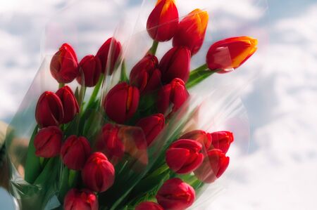 Red flowers on the white background.の写真素材