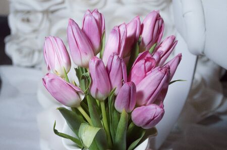 Pink Flowers with white background.の写真素材