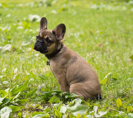 Dog sitting on the grass.の写真素材
