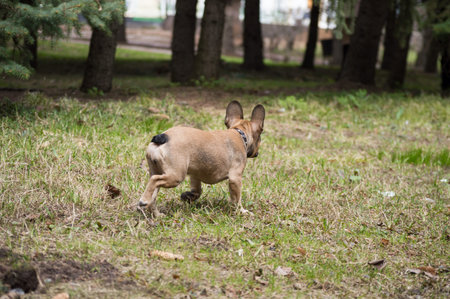 Dog running on the grass.の写真素材