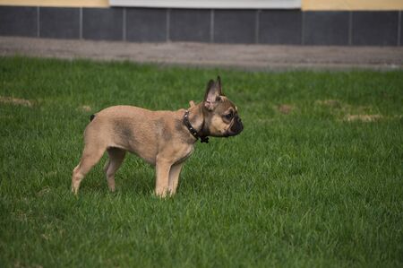 Dog running on the grass.の写真素材