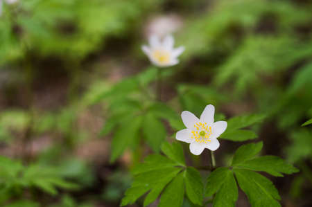 Anemone sylvestris (snowdrop anemone) - White flowers in the botanical gardenの写真素材