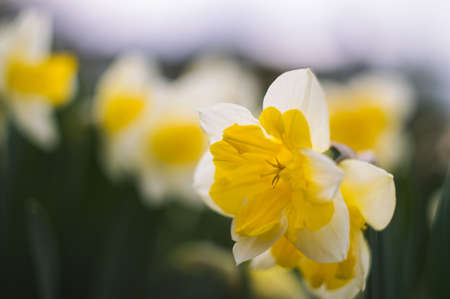 Macro view of beautiful vivid white narcissus flowers with yellow core with pollen on bright sunlight. Blooming first spring flowerの写真素材