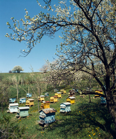 beehives somewhere in Bulgaria, Balkans, spring, aprilの写真素材