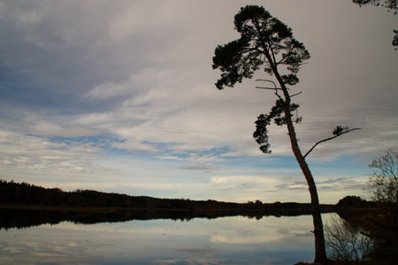 single tree in the twilight of the Osterseenの写真素材