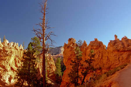 View from Bryce Canyonの写真素材