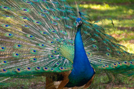 Peacock head blue beautiful neckの写真素材