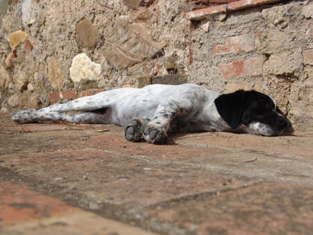 dalmatian spots dots spotted dog house porchの写真素材