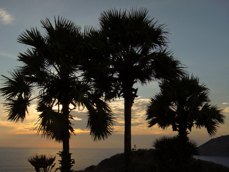 Palme twilight silhouette evening duskの写真素材