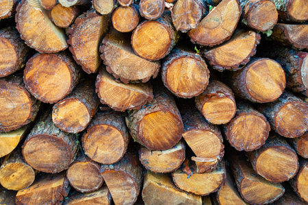 Wood stacked after lumberingの写真素材